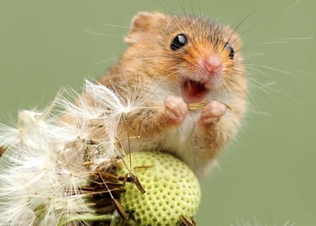 동해물과 백두산이 마르고 닳도록 하느님이 보우하사 우리나라만세  무궁화 삼천리 화려강산 대